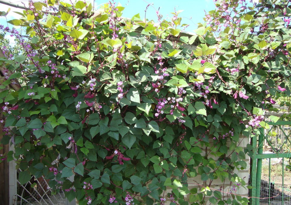Pergola ขนาดเล็กที่มีถั่วกำลังบาน