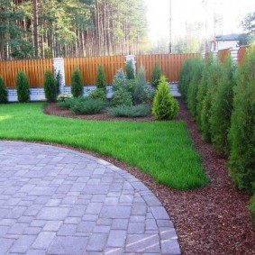 נחיתה מערבית של Thuja לאורך הגדר