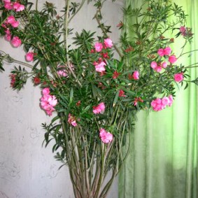 פורח רב שנתי בסיר גדול