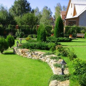 Thuja Western ในภูมิทัศน์สวน