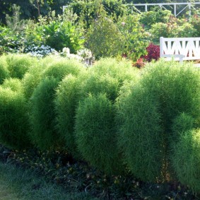 พุ่มไม้สีเขียวของโคชาประจำปี