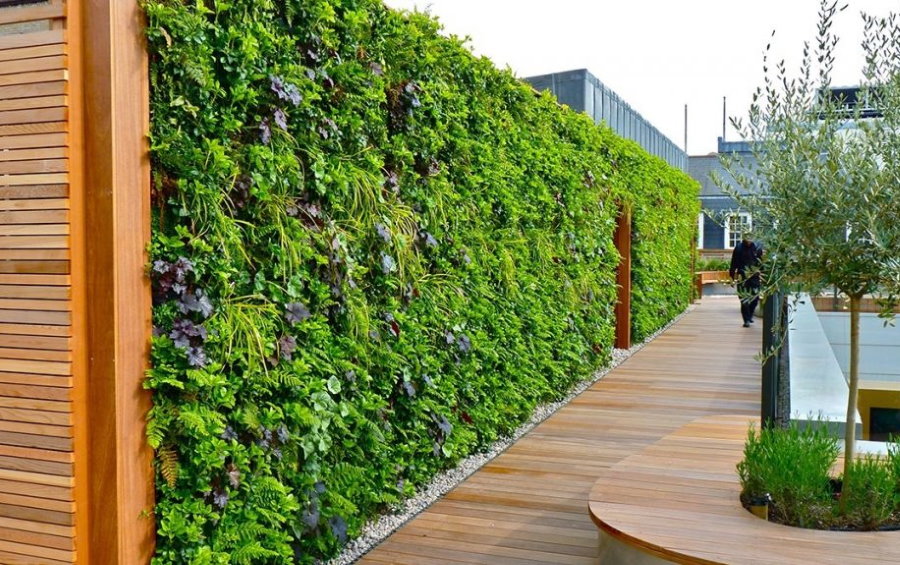 Hedgerow ในภูมิทัศน์ของกระท่อมฤดูร้อน
