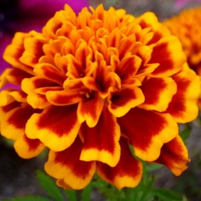 ดอกไม้ขนาดใหญ่ชนิด Clove Marigold