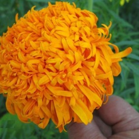 ดอกดาวเรืองดอกเบญจมาศสีส้ม