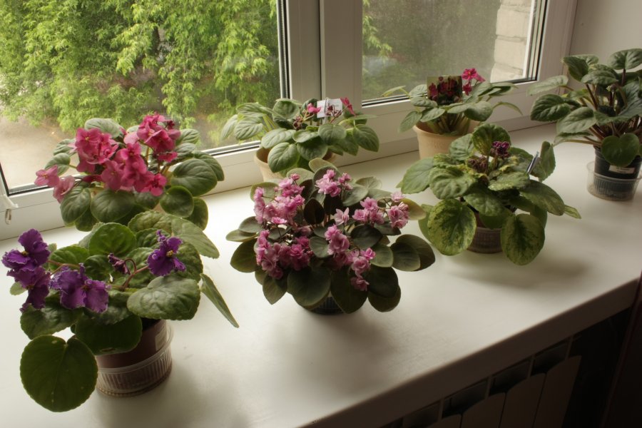 สีม่วงบานบน windowsill พลาสติก