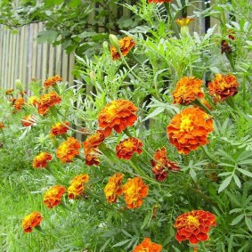 Marigolds สูงบนแปลงที่ดิน