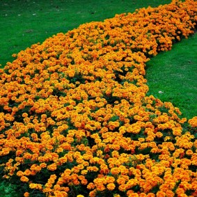 Strip of Orange Marigolds บนสนามหญ้าอังกฤษ