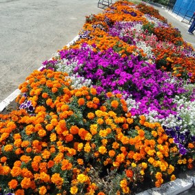การรวมกันของชายผิวดำกับดอกไม้อื่น ๆ ในเตียงดอกไม้หนึ่ง