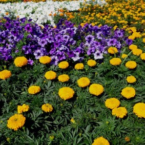 การรวมกันของพิทูเนียไลแลคและ tagetes สีเหลือง