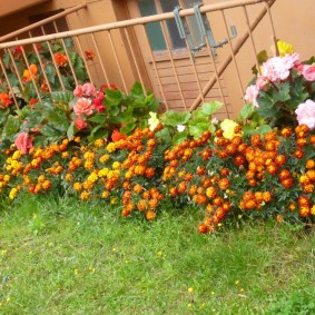 พุ่มไม้ของ tagetes วัยกลางคน