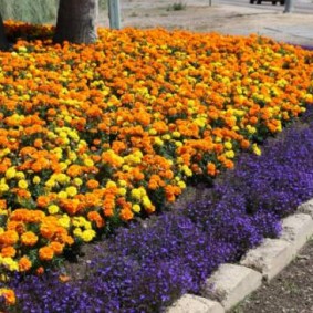 ดอกไม้สีม่วงตามแนวชายแดนของเตียงดอกไม้