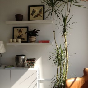 Dracaena ในห้องที่มีผนังสีขาว