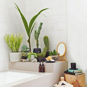 Cacti บนหิ้งในห้องน้ำ