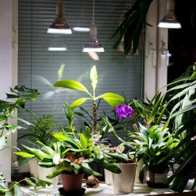 โคมไฟ Phyto สำหรับพืชในร่ม