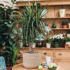 Dracaena บนโต๊ะในห้องนั่งเล่น
