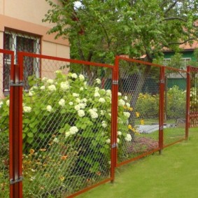 ดอกไฮเดรนเยียสีขาว