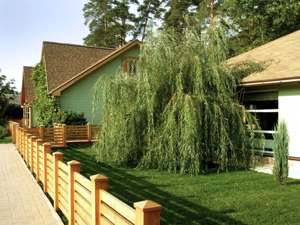 Willow สูงอยู่ด้านหน้าของอาคารพักอาศัย