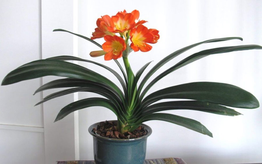 ดอกไม้ที่สวยงามของบ้าน clivia