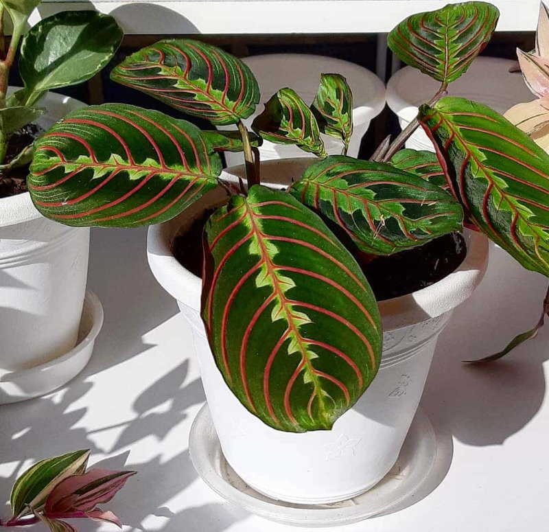 Maranta ในการตกแต่งภายในห้องครัวของอพาร์ตเมนต์ในเมือง