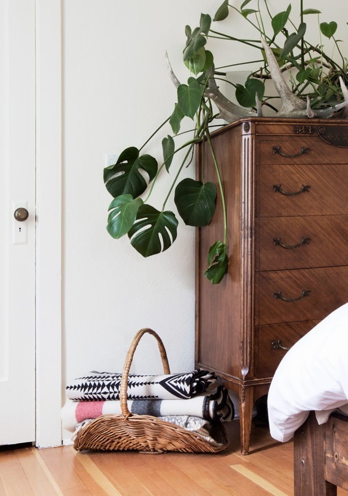 Monstera ในโถงทางเดินภายในของสไตล์สแกนดิเนเวียน