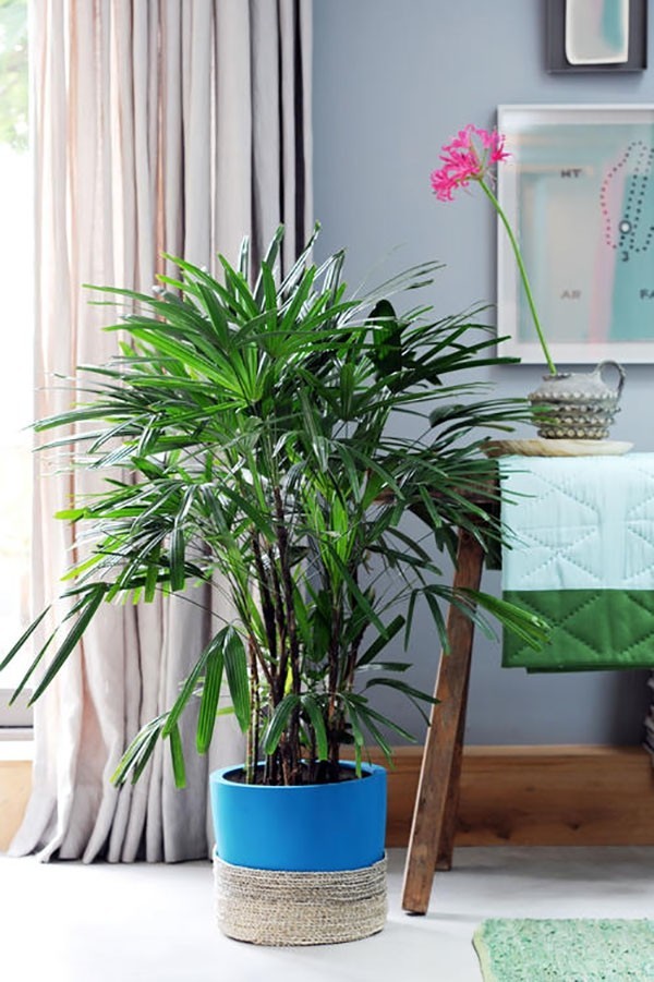 Palma Rapis หน้าห้องนั่งเล่น