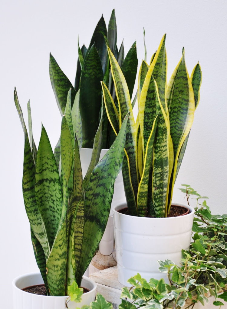 Sansevieria ในกระถางสีขาวในอพาร์ตเมนต์