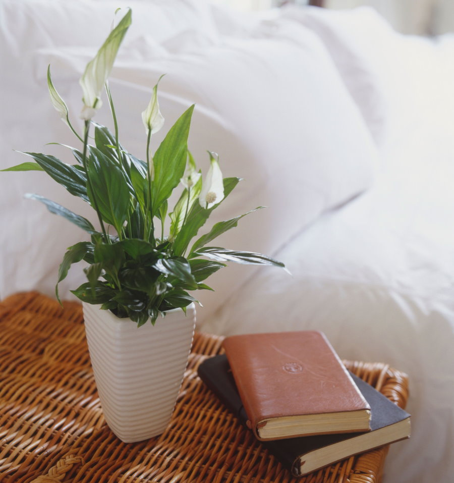 Spathiphyllum บนโต๊ะข้างเตียงในห้องนอน