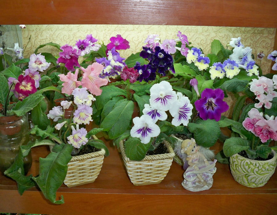 Streptocarpus ดอกที่บ้าน
